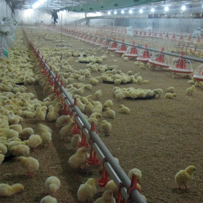 Automatic Poultry House Water Drinker for Broiler Chicken