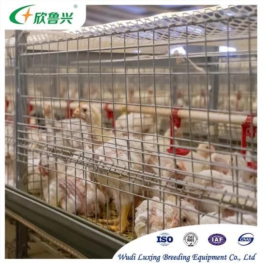 Modern Design Broiler Poultry Equipment H Type 4 Tiers Chicken Farm Battery Broiler Cage