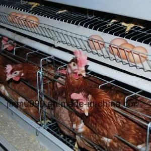 Poultry Equipment Automatic Battery Chicken Cage