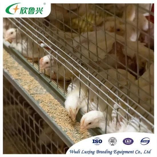 Automatic Broiler Cage Battery Farming Poultry Farm Equipment for Chicken Coop Shed