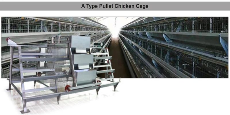 Animal Breeding Cages Automatic Watering Poultry Equipment Laying Battery Cage Chicken Cage