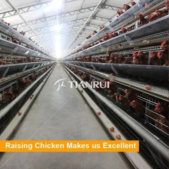 A Frame Galvanized Automatic Poultry Equipment For Layer house