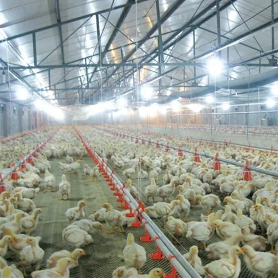 Automatic Modern Feeder Pan System for Broiler Chickens