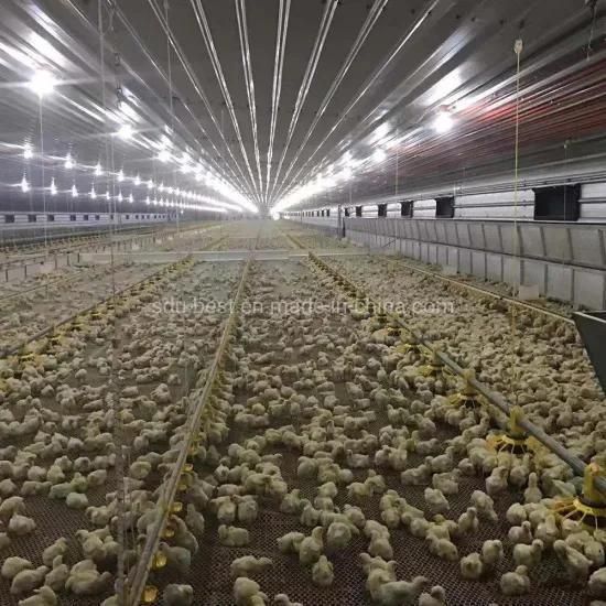 38000 Birds Automatic Chicken Feeding Poultry Feeding Equipment for Farms