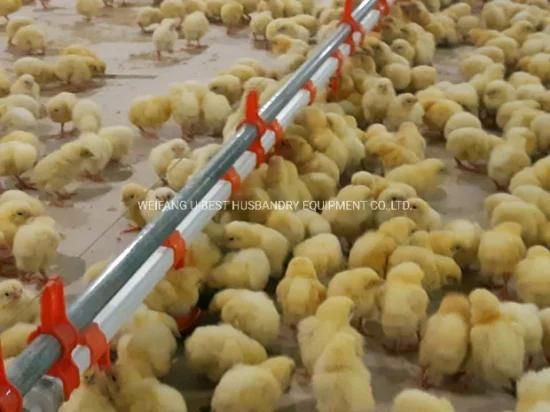 New Technical Full Set Automatic Chicken Farming Broiler Equipment