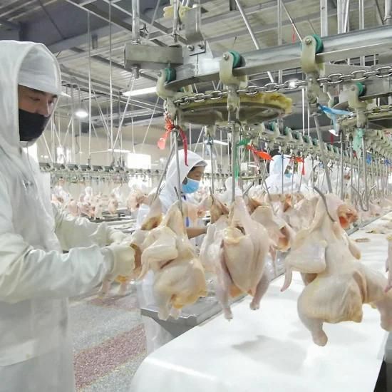 Chicken Slaughtering Production Line Good Halal Chicken Slaughter Line/Slaughterhouse ...