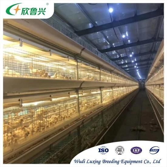 Modern Cleaning System Automatic Manure Removal Machine Broiler Chicken Cage with Poultry ...