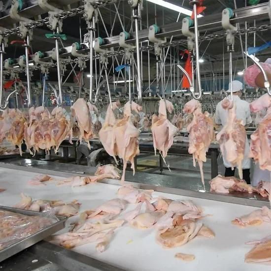 Raniche Slaughterhouse Equipment Halal Abattoir Line Broiler Chicken Poultry Slaughter ...