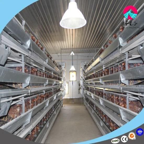 Chicken House Layer House / Automatic Chicken Layer Feed House