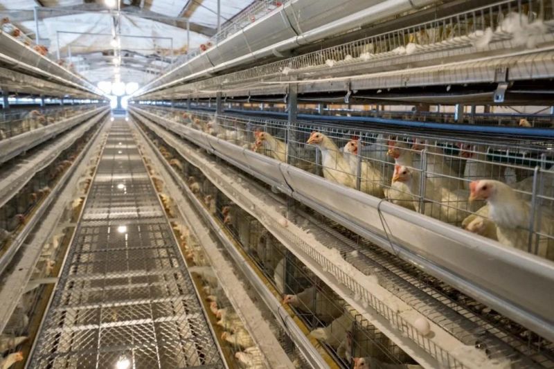 6-Storey High-Quality Cage Equipment for Layer Chicken