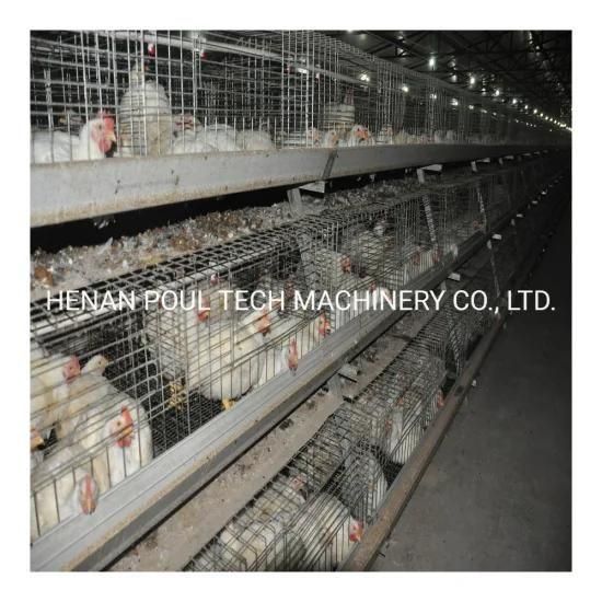 Automatic Poultry Farm Equipment with Good Price Broiler Chicken Cage