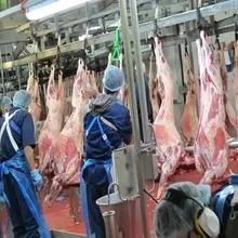 Ritual Sheep Slaughtering Equipment for Goat Halal Turnkey Abattoir Line