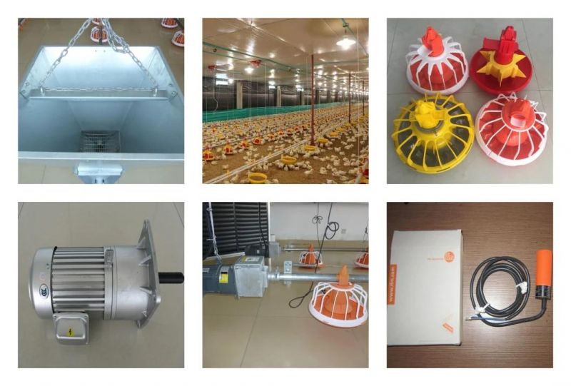 Automatic Pan Feeder Feeding System for Layer Chicken Poultry Farm