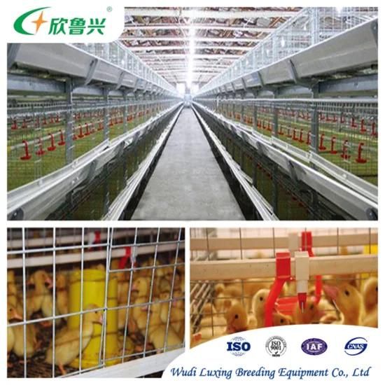High Quality Automatic Full Set Duck Cage for Poultry Farm Equipment