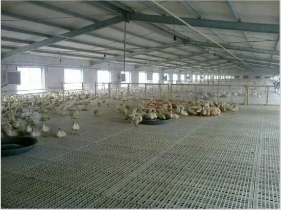 Quick Install Steel Structure Prefabricated Poultry Chicken House