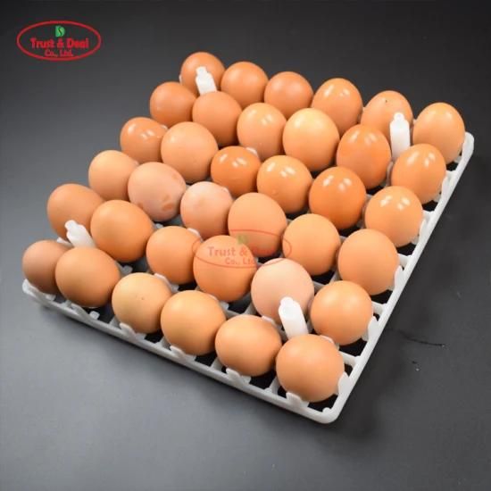 Egg Tray for Commmercial Eggs Breeder Eggs Layer Eggs in Poultry Farm
