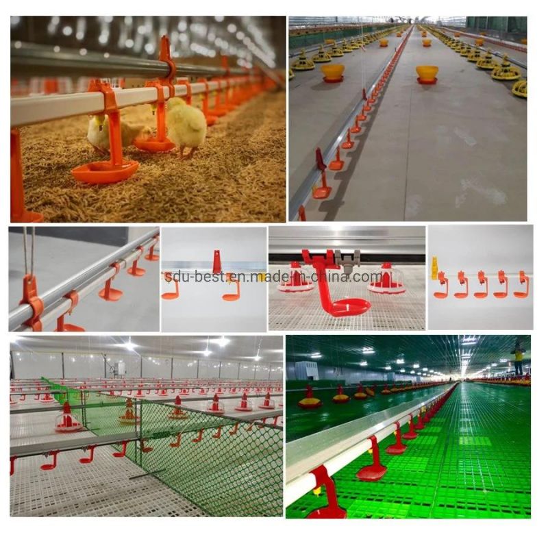 Automatic Poultry Feeding Line System for Chicken Broiler Farm