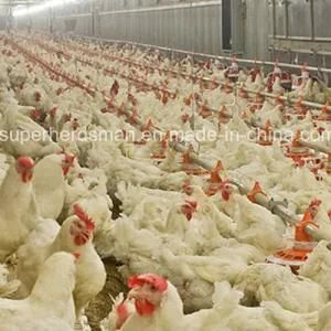Automatic Poultry Farm Machinery for Breeder Farm