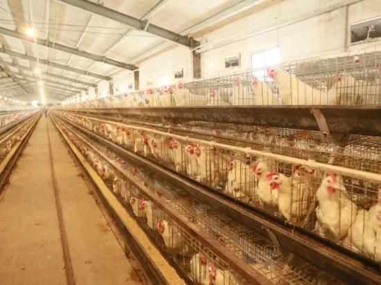 Philippines Cage for Chicken Farm Brolier Cage