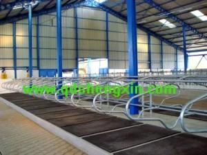 Cattle Farm Separate Free Stall