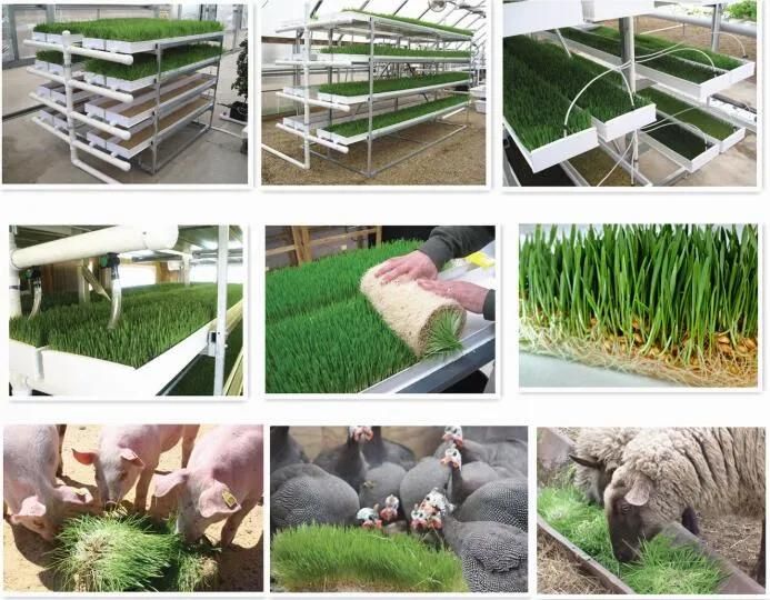 Indoor Hydroponics Barley Grass Growing System PVC Fodder Tray System