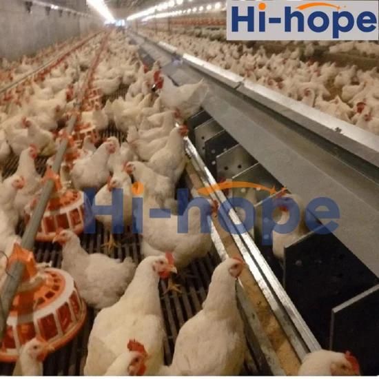 Chain/Pan Feeding System for Breeder Chicken Farm