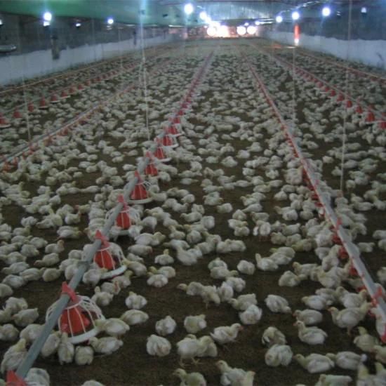 Modern Design Prefab Poultry House Automatic Broiler Farm Chicken Feeding Equipment