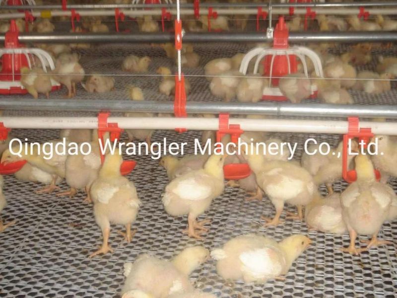 Model Farm Automatic Poultry Farming Equipment for South America Market