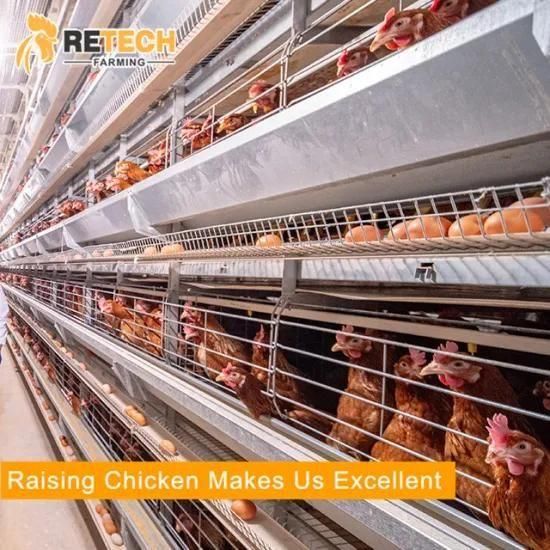 Automatic chicken layer poultry farm equipment with cooling pad