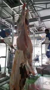 Slaughter Equipment with Cattle Skinning Machine for Halal Abattoir