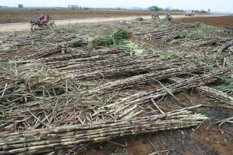 Hot Sale of Traction Type Sugarcane Leaves Barker /Peeler Farm Machine Debarked Machine