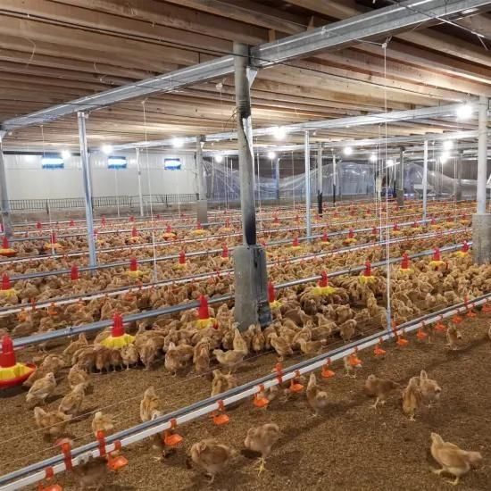 Complete Automatic Controlled Poultry House Chicken Farm Building for Broiler