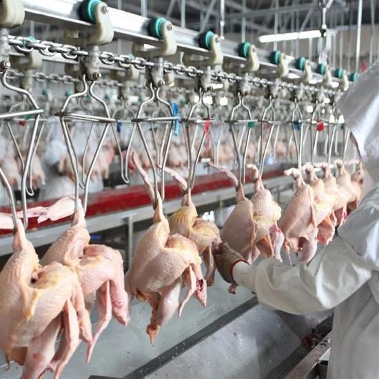 800bph Chicken Slaughterhouse Slaughtering Line Chicken Slaughtering Equipment for Saudi ...