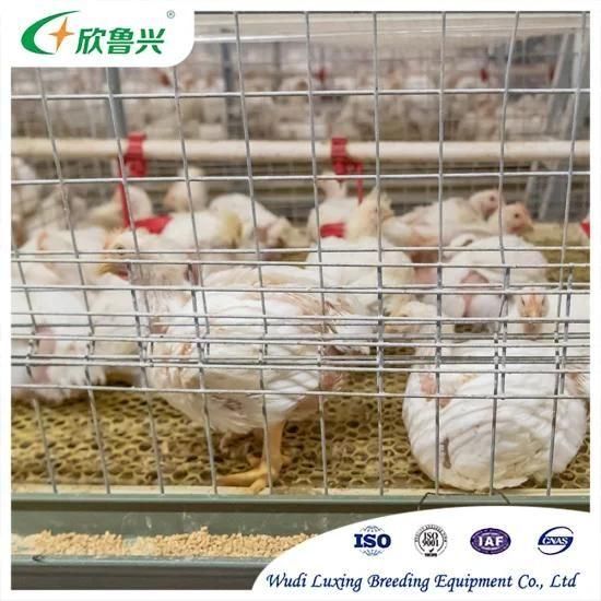 Broiler Cage H Type Automatic Manure Removal Systems for Broiler Rearing Africa Poultry ...