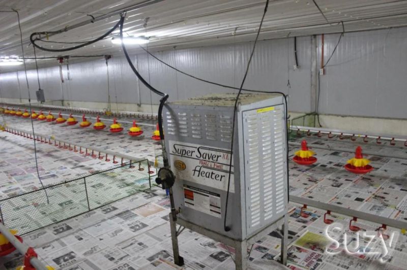 Full Set Poultry Farm Equipment for Broilers