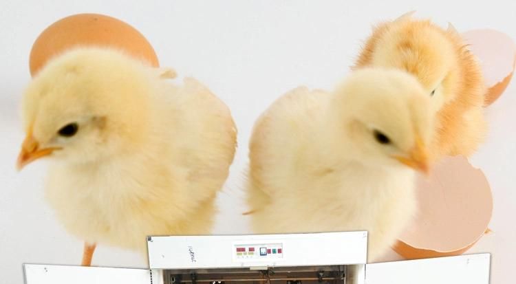 Designed Poultry Quail Turkey Parrot Egg Incubator Chicken Hatcher Machine