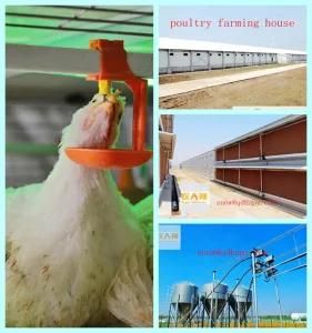 Automatic Equipment in Poultry Farming House for Broiler Chicken