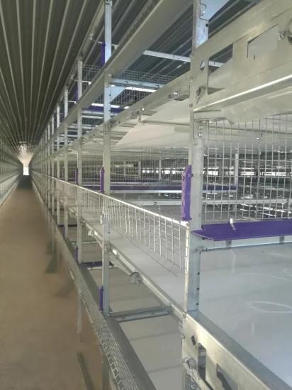 Hot Sale Low Cost 3-Layer Broiler Cage Equipment