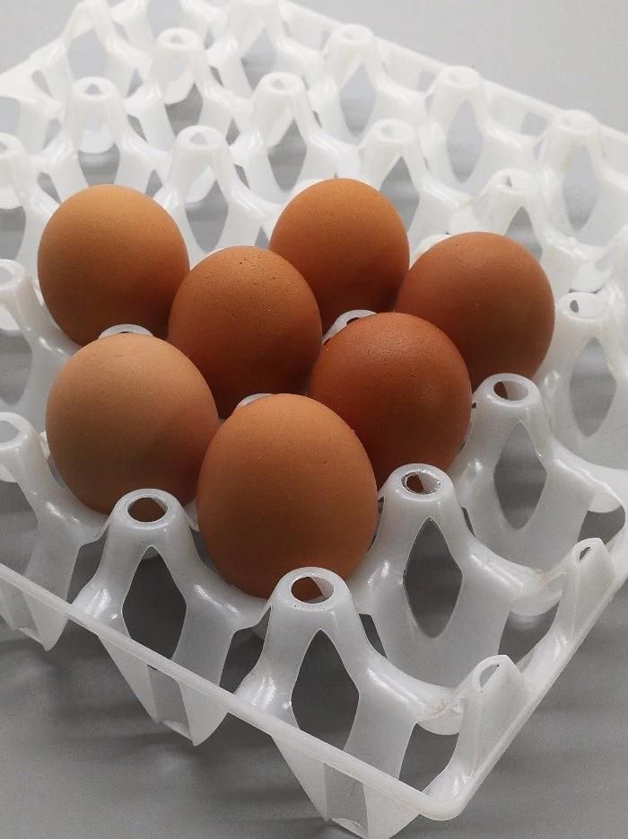 30 Hole Plastic Egg Tray