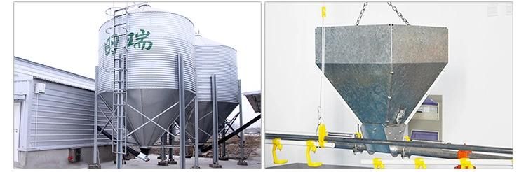 Retech Design Livestock Chicken Floor Raising Poultry Farm Equipment with Pan Feeding System