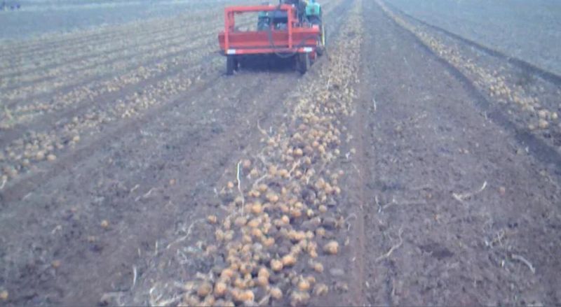 Most Popular Product Potato Combine Harvester Sweet Potato Harvesting Machine Farm Machine