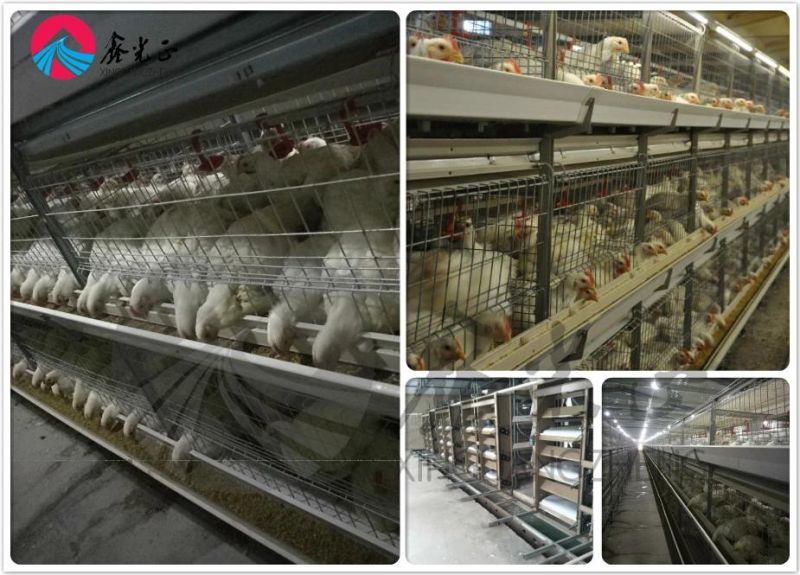 Low Cost Broiler Chicken Cage Equipment
