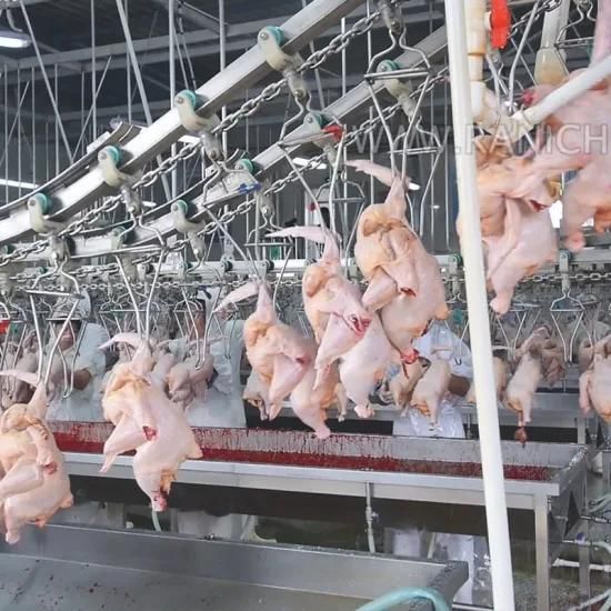 Qingdao Raniche 1000 Bph Poultry Slaughterhouse / Broiler Farm Machinery / Chicken ...