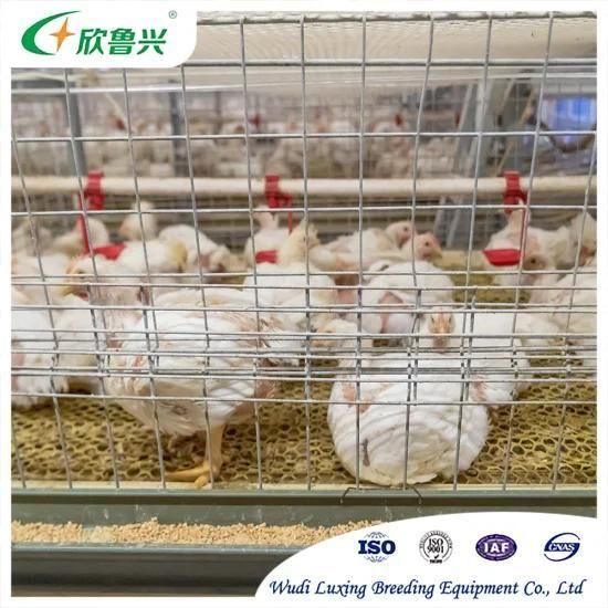 High Tech Galvanized Broiler Automatic H Type Chicken Farm Broiler Poultry Cage System