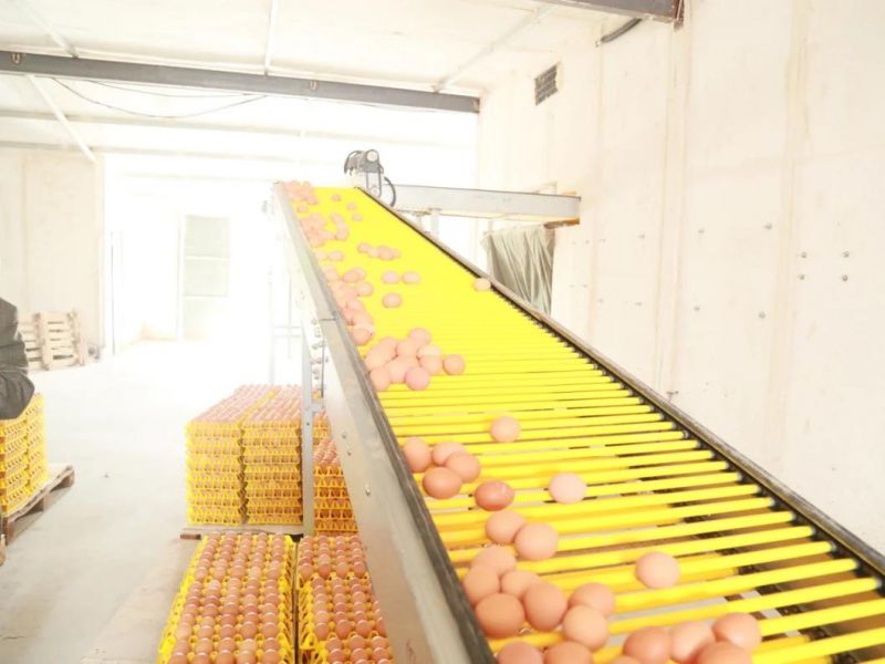 Poultry Farm Egg System for Chicken Farm Egg Picking