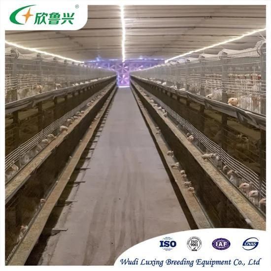 H Type Broiler Cage for Broiler Rearing Africa Poultry Farm with Automatic Manure Removal ...