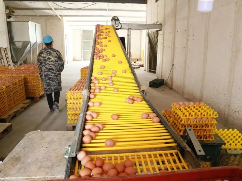 Egg Collection system for Poultry Farm Equipent