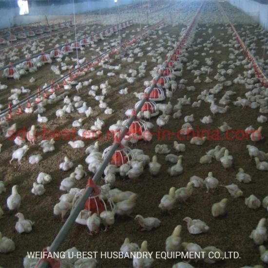 Floor Type Chicken Cage Raising Chicken Farms in Sri Lanka