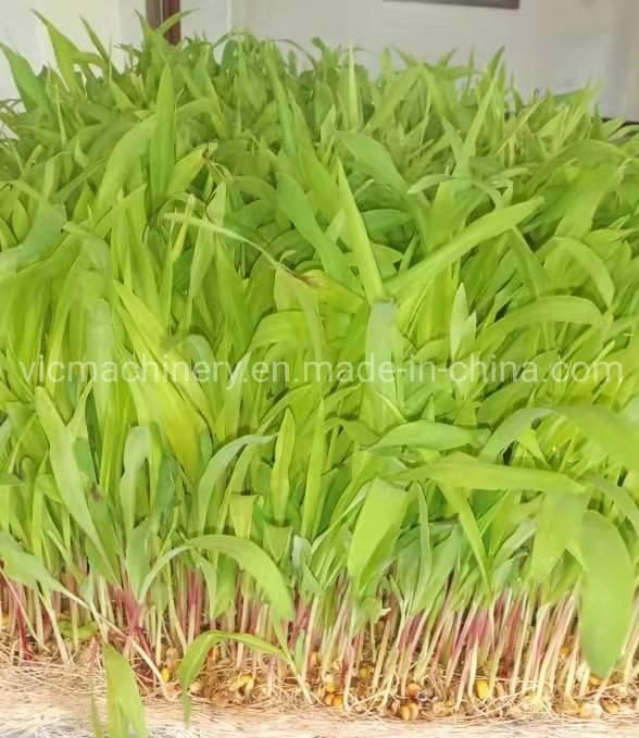 Hydroponic Bean Sprouts Growing System With 100kg/d
