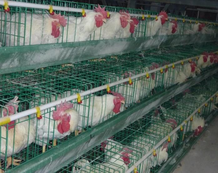 Automatic Nipple Drinking System for Broiler Chicken Poultry Farm